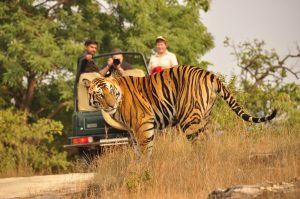 Wildlife India Tour Packages